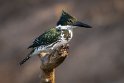 055 Noord Pantanal, amazoneijsvogel